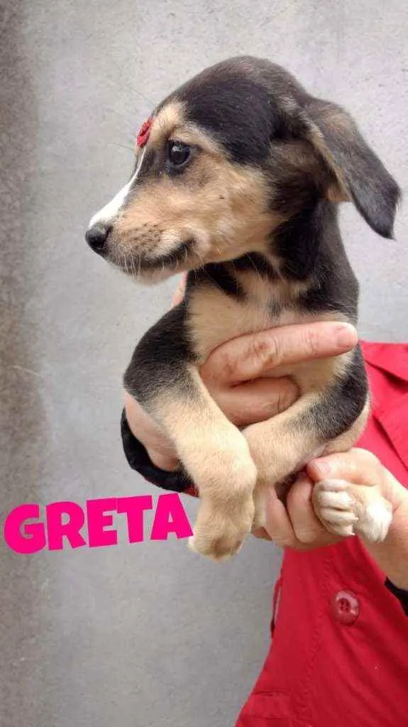Cachorro raça SRD idade 2 a 6 meses nome Greta