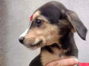Cachorro raça SRD idade 2 a 6 meses nome Greta