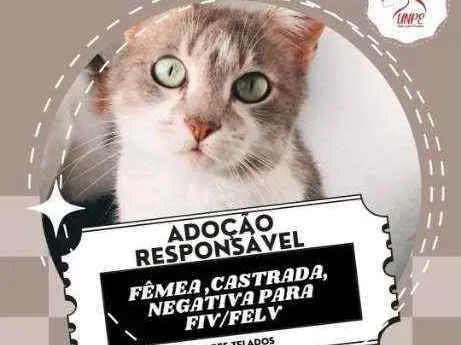 Gato ra a Sem raça idade 3 anos nome Felicia