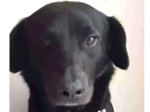 Cachorro raça Srd idade 2 anos nome Max