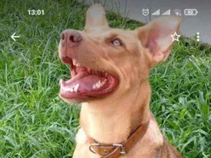 Cachorro raça Mestiça pastor alemão idade 2 anos nome Úrsula