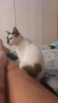 NILO