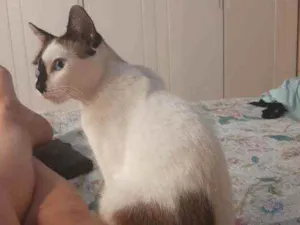 Gato raça SRD idade 1 ano nome NILO