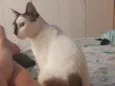 NILO