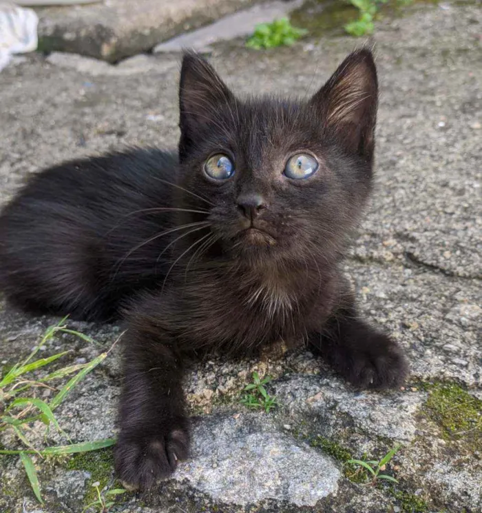 Gato raça SRD idade Abaixo de 2 meses nome Sem nome