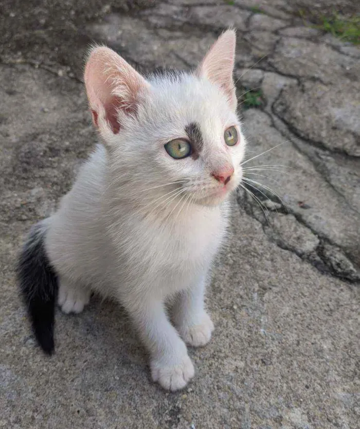 Gato raça SRD idade Abaixo de 2 meses nome Sem nome