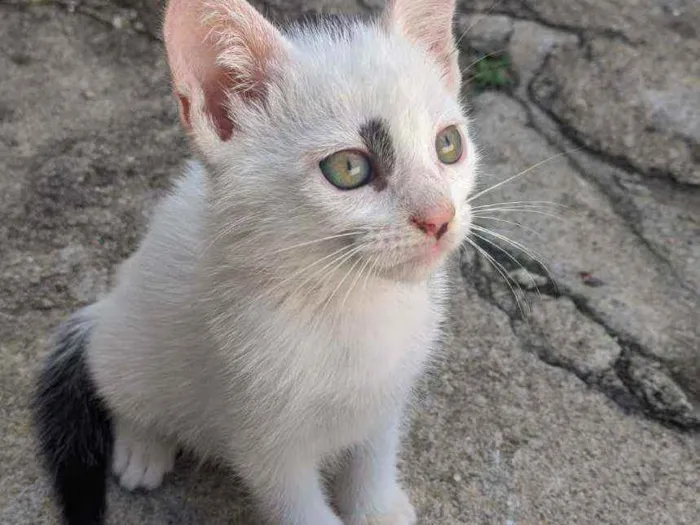 Gato raça SRD idade Abaixo de 2 meses nome Sem nome