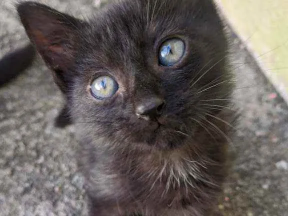Gato raça SRD idade Abaixo de 2 meses nome Sem nome