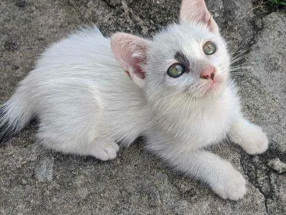 Gato raça SRD idade Abaixo de 2 meses nome Sem nome
