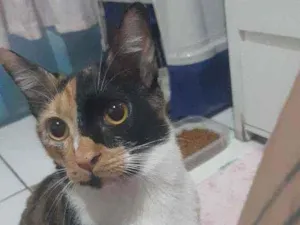 Gato raça SRD idade 1 ano nome TRICOLOR
