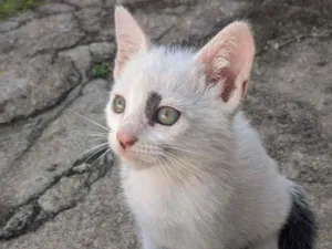 Gato raça SRD idade Abaixo de 2 meses nome Sem nome