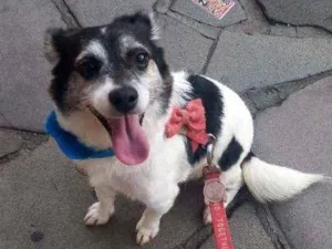 Cachorro raça SRD idade 5 anos nome Zouher