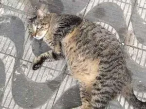 Gato raça srd idade 2 anos nome Tigrada