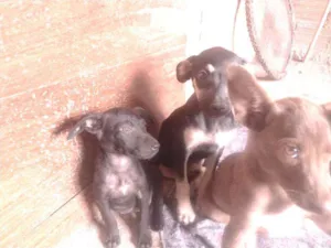 Cachorro raça Misturada idade Abaixo de 2 meses nome Teela, T'challa e Ge