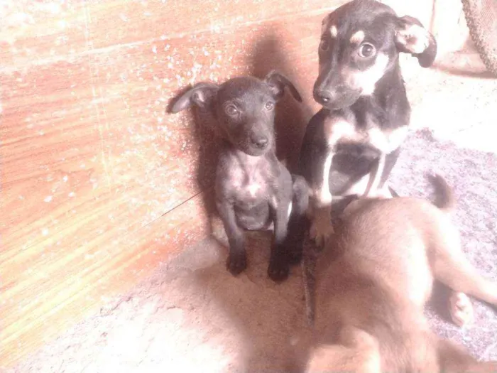Cachorro ra a Misturada idade Abaixo de 2 meses nome Teela, T'challa e Ge