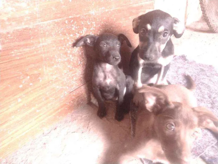 Cachorro ra a Misturada idade Abaixo de 2 meses nome Teela, T'challa e Ge