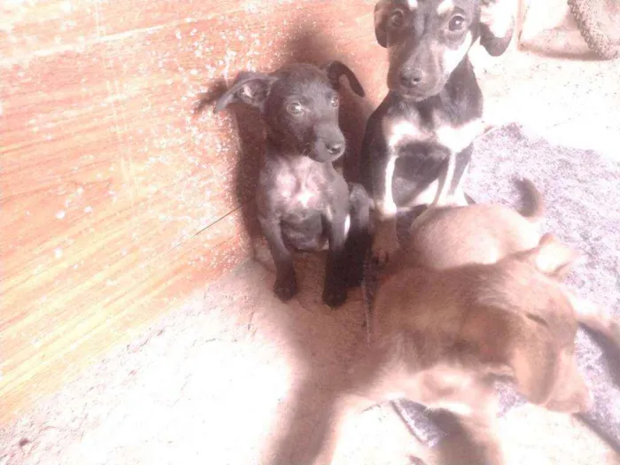 Cachorro ra a Misturada idade Abaixo de 2 meses nome Teela, T'challa e Ge