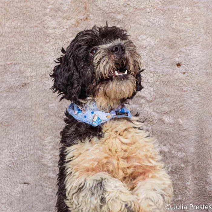 Cachorro ra a SRD idade 3 anos nome Popeye