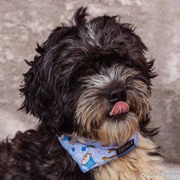 Cachorro ra a SRD idade 3 anos nome Popeye
