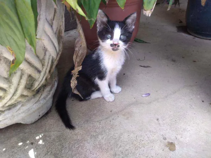 Gato ra a  idade 2 a 6 meses nome Jade