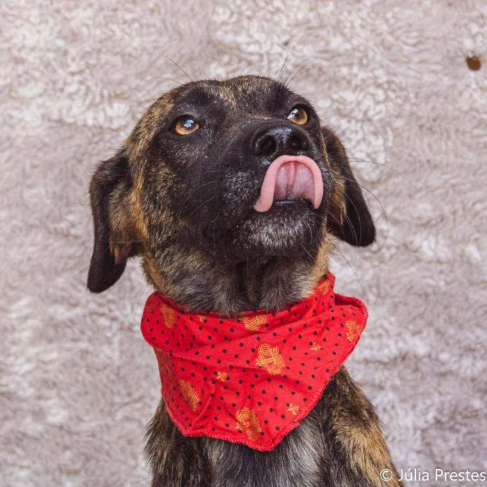 Cachorro ra a SRD idade 2 anos nome Campana 