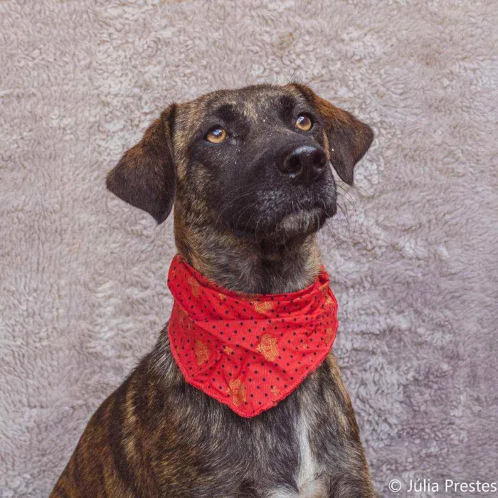 Cachorro ra a SRD idade 2 anos nome Campana 