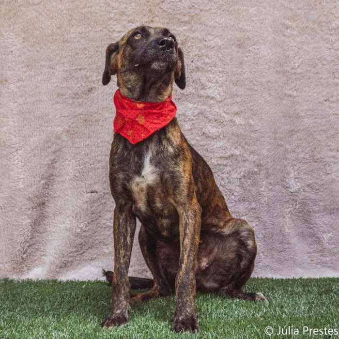 Cachorro ra a SRD idade 2 anos nome Campana 