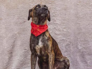 Cachorro raça SRD idade 2 anos nome Campana 