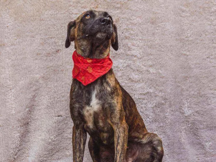 Cachorro ra a SRD idade 2 anos nome Campana 