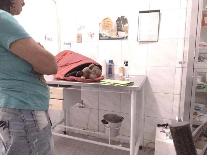 Cachorro ra a Não definido idade Abaixo de 2 meses nome Teela