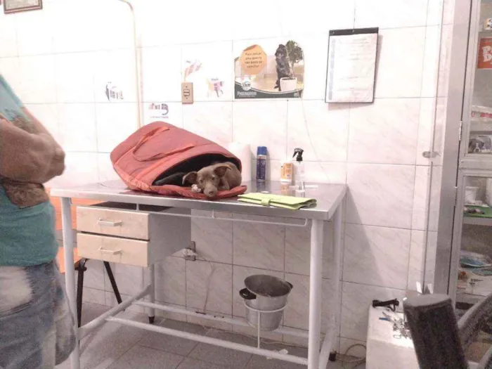 Cachorro ra a Não definido idade Abaixo de 2 meses nome Teela