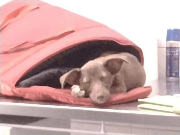 Cachorro ra a Não definido idade Abaixo de 2 meses nome Teela