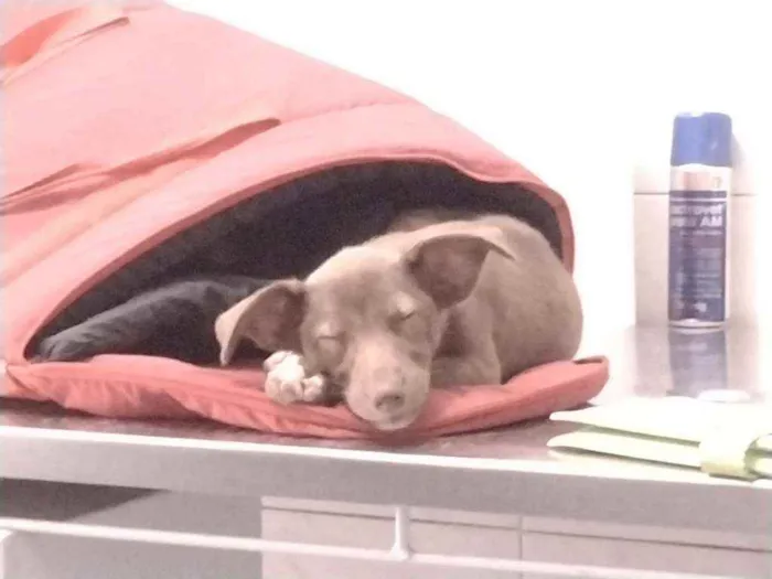 Cachorro ra a Não definido idade Abaixo de 2 meses nome Teela
