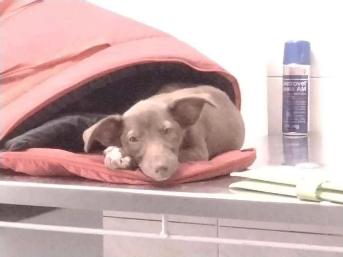 Cachorro ra a Não definido idade Abaixo de 2 meses nome Teela