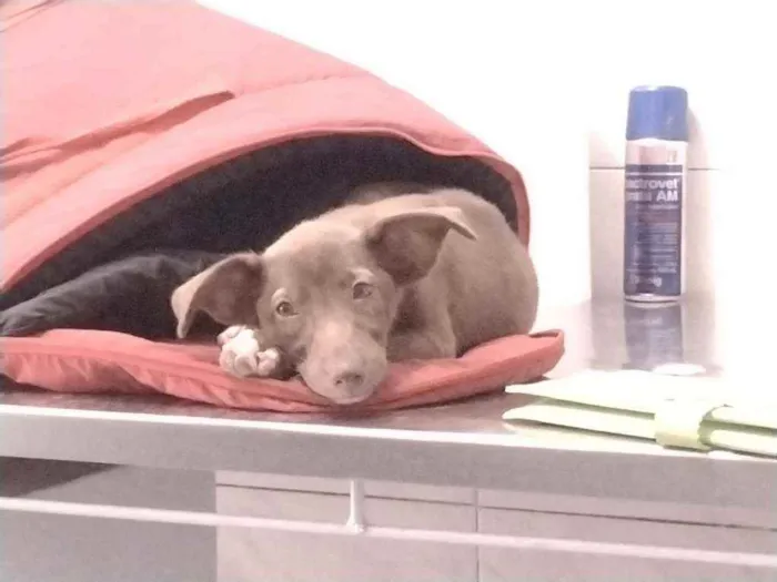 Cachorro ra a Não definido idade Abaixo de 2 meses nome Teela