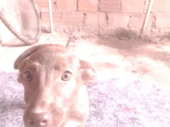 Cachorro ra a Não definido idade Abaixo de 2 meses nome Teela
