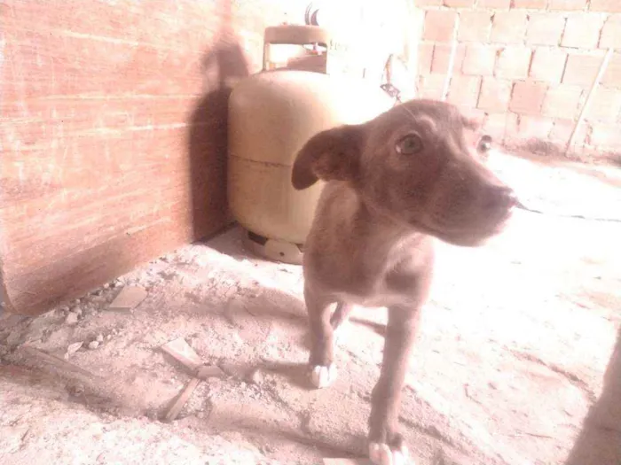 Cachorro ra a Não definido idade Abaixo de 2 meses nome Teela