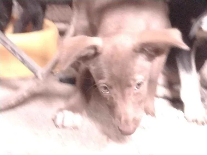 Cachorro ra a Não definido idade Abaixo de 2 meses nome Teela