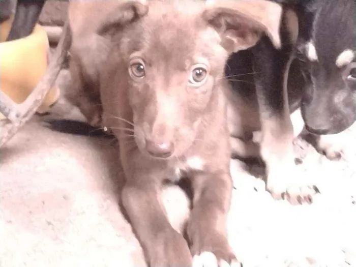 Cachorro ra a Não definido idade Abaixo de 2 meses nome Teela
