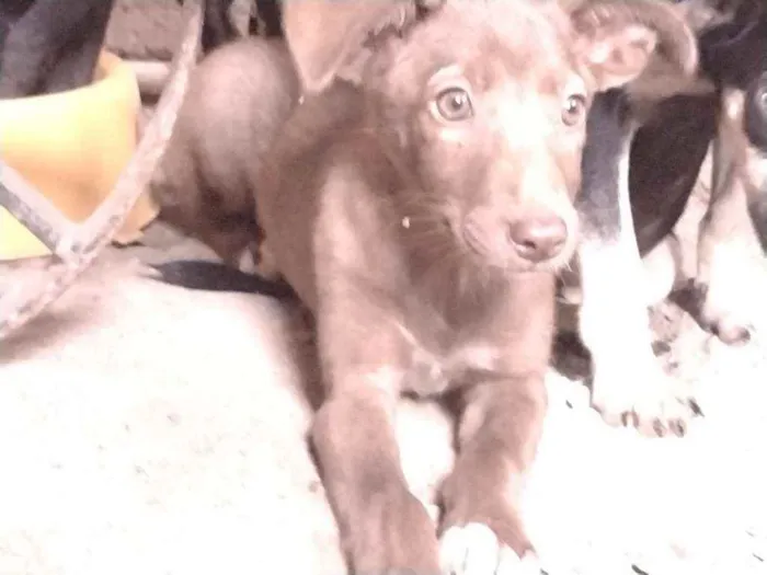 Cachorro ra a Não definido idade Abaixo de 2 meses nome Teela
