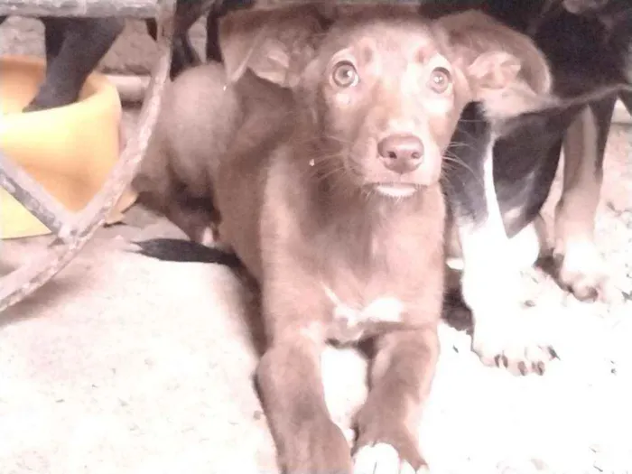 Cachorro ra a Não definido idade Abaixo de 2 meses nome Teela