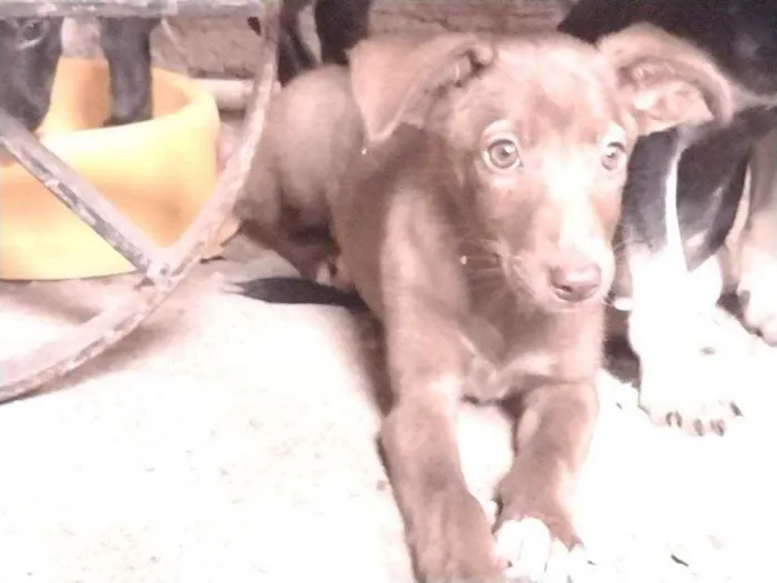 Cachorro ra a Não definido idade Abaixo de 2 meses nome Teela