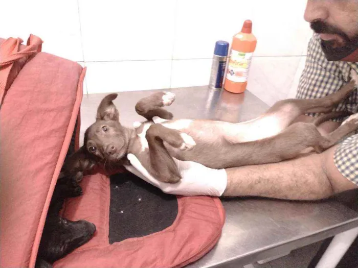 Cachorro ra a Não definido idade Abaixo de 2 meses nome Teela