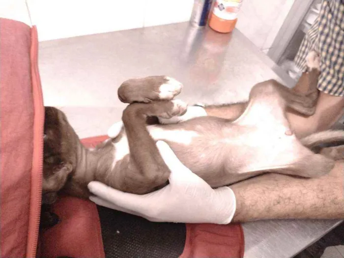 Cachorro ra a Não definido idade Abaixo de 2 meses nome Teela