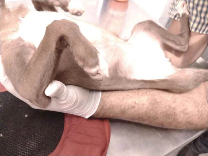 Cachorro ra a Não definido idade Abaixo de 2 meses nome Teela