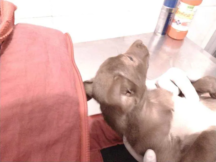 Cachorro ra a Não definido idade Abaixo de 2 meses nome Teela