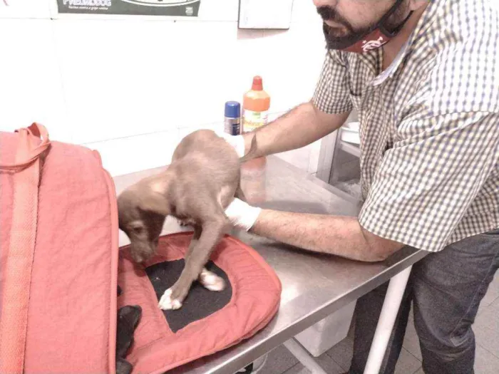 Cachorro ra a Não definido idade Abaixo de 2 meses nome Teela