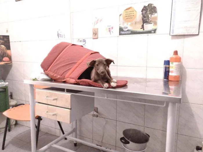 Cachorro ra a Não definido idade Abaixo de 2 meses nome Teela