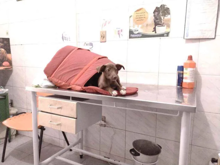 Cachorro ra a Não definido idade Abaixo de 2 meses nome Teela