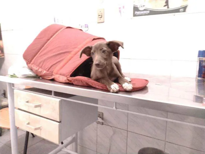 Cachorro ra a Não definido idade Abaixo de 2 meses nome Teela